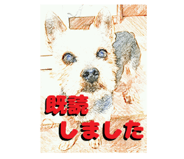 Hana of the Yorkshire terrier sticker #14081105