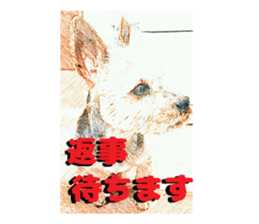 Hana of the Yorkshire terrier sticker #14081106