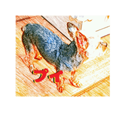 Hana of the Yorkshire terrier sticker #14081107