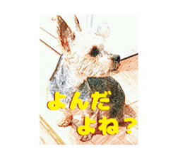 Hana of the Yorkshire terrier sticker #14081108