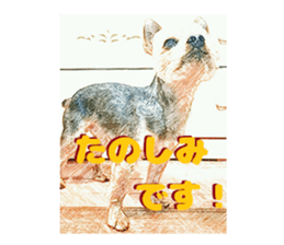 Hana of the Yorkshire terrier sticker #14081109