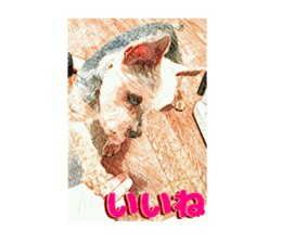 Hana of the Yorkshire terrier sticker #14081110