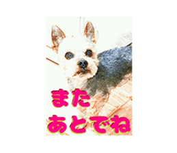 Hana of the Yorkshire terrier sticker #14081111