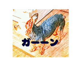 Hana of the Yorkshire terrier sticker #14081112