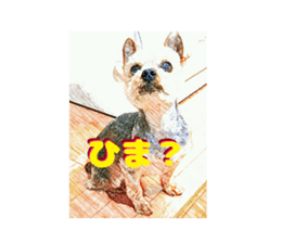 Hana of the Yorkshire terrier sticker #14081114