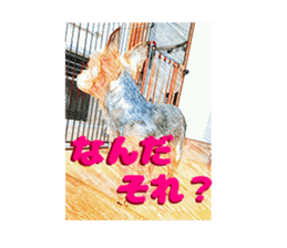 Hana of the Yorkshire terrier sticker #14081115