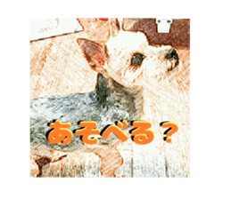 Hana of the Yorkshire terrier sticker #14081116