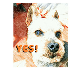 Hana of the Yorkshire terrier sticker #14081117