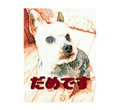 Hana of the Yorkshire terrier sticker #14081118