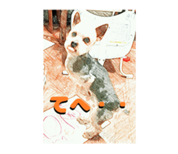 Hana of the Yorkshire terrier sticker #14081119