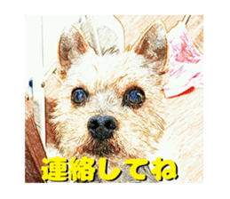 Hana of the Yorkshire terrier sticker #14081120