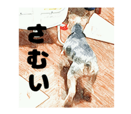 Hana of the Yorkshire terrier sticker #14081122