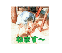 Hana of the Yorkshire terrier sticker #14081123