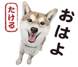 Shibainu-collection #1 sticker #14081174