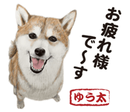 Shibainu-collection #1 sticker #14081175