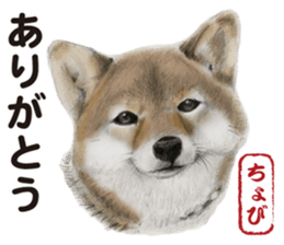Shibainu-collection #1 sticker #14081178