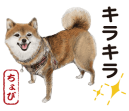Shibainu-collection #1 sticker #14081179