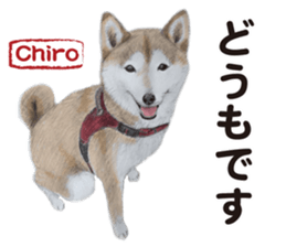 Shibainu-collection #1 sticker #14081180