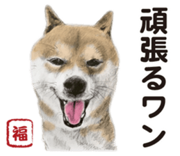Shibainu-collection #1 sticker #14081185