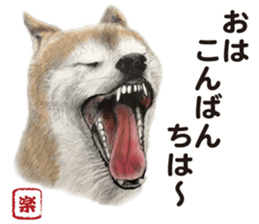 Shibainu-collection #1 sticker #14081186