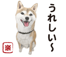 Shibainu-collection #1 sticker #14081187