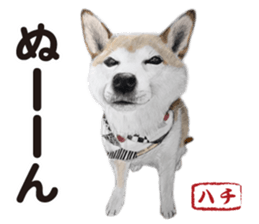 Shibainu-collection #1 sticker #14081188