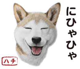 Shibainu-collection #1 sticker #14081189