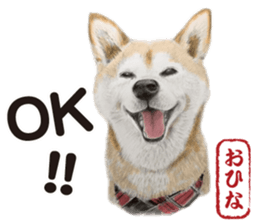 Shibainu-collection #1 sticker #14081191