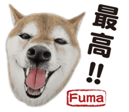 Shibainu-collection #1 sticker #14081192