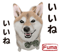 Shibainu-collection #1 sticker #14081193