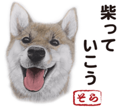Shibainu-collection #1 sticker #14081194