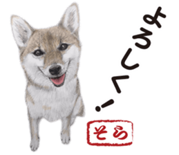 Shibainu-collection #1 sticker #14081195