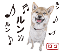 Shibainu-collection #1 sticker #14081196