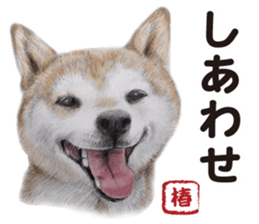Shibainu-collection #1 sticker #14081197