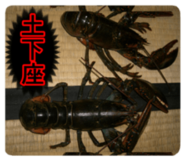 Cry at the heart of animals sticker #14081585