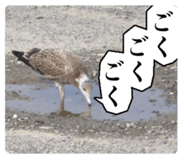 Cry at the heart of animals sticker #14081593