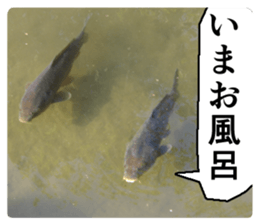 Cry at the heart of animals sticker #14081594