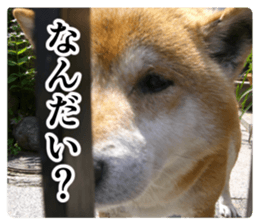 Cry at the heart of animals sticker #14081596