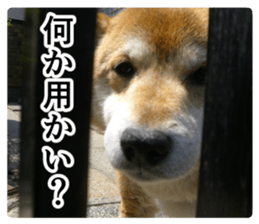 Cry at the heart of animals sticker #14081597