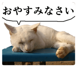 Cry at the heart of animals sticker #14081598