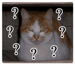 Cry at the heart of animals sticker #14081602