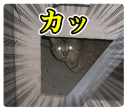 Cry at the heart of animals sticker #14081605