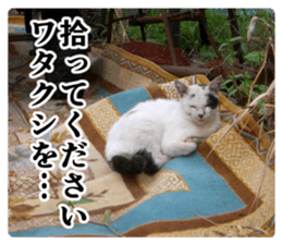 Cry at the heart of animals sticker #14081610