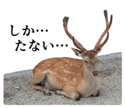 Cry at the heart of animals Part2 sticker #14081802