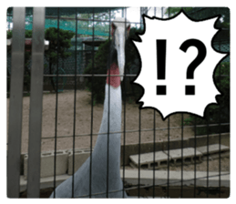 Cry at the heart of animals Part2 sticker #14081822