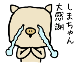 Shimachan pig sticker #14082540
