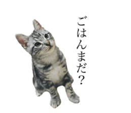 catcatcat stamp sticker #14085518