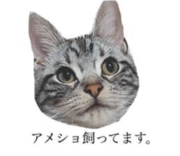 catcatcat stamp sticker #14085519