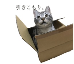 catcatcat stamp sticker #14085521