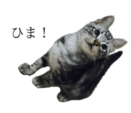 catcatcat stamp sticker #14085522